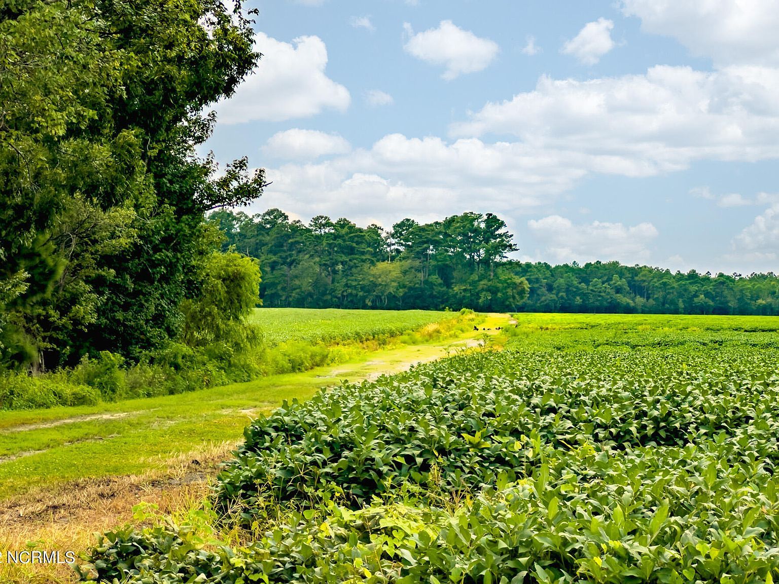 N/a Parkertown Rd Hubert, NC 28539 - Thumbnail 3