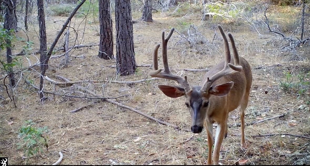 2400 White Rock Rd Platina, CA 96076 - Thumbnail 3