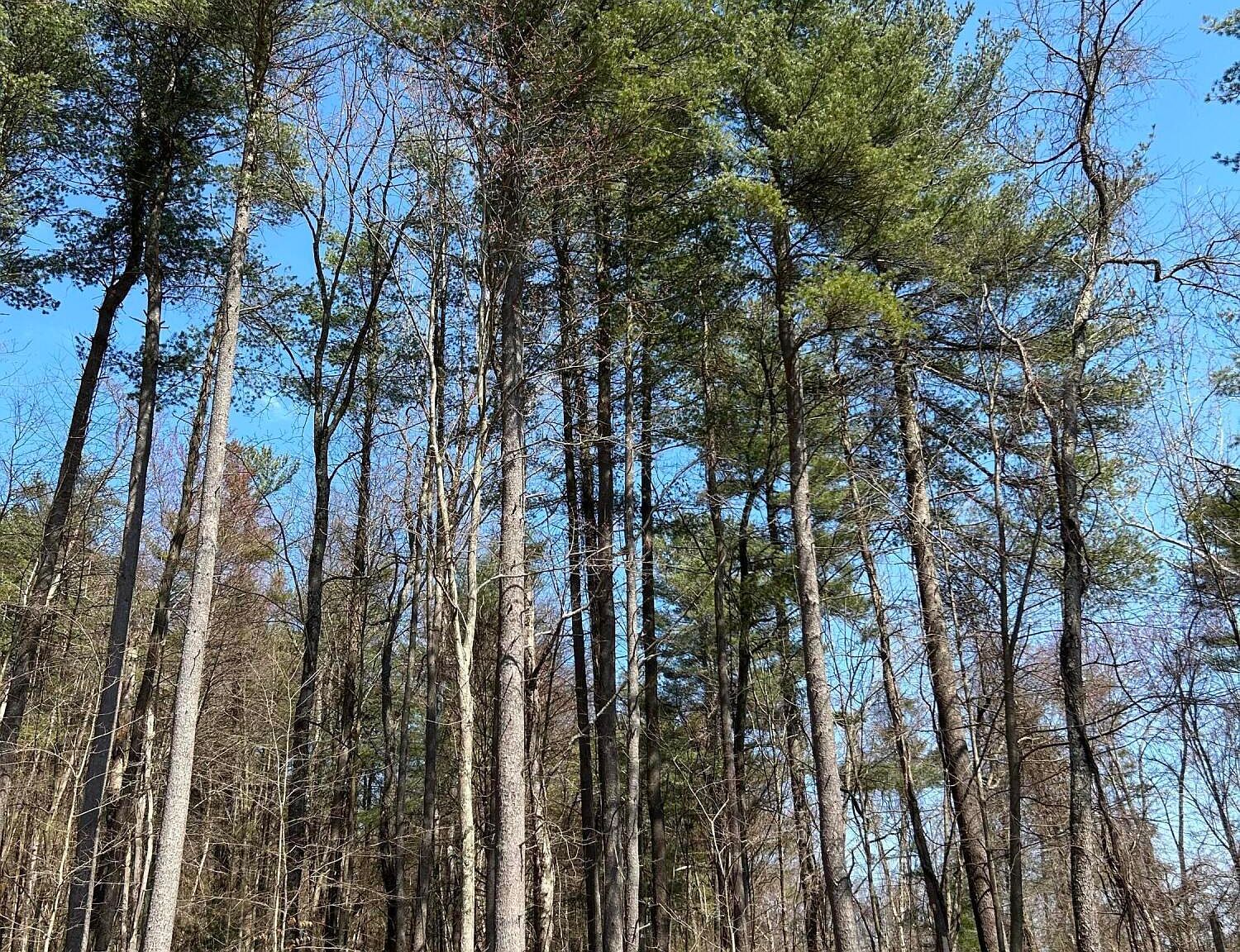 Tallman Hollow Rd LOT 4 Montoursville, PA 17754 - Thumbnail 3