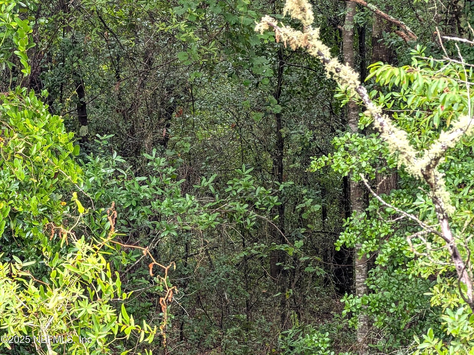 7681 El Dorado Ave Keystone Heights, FL 32656 - Thumbnail 3