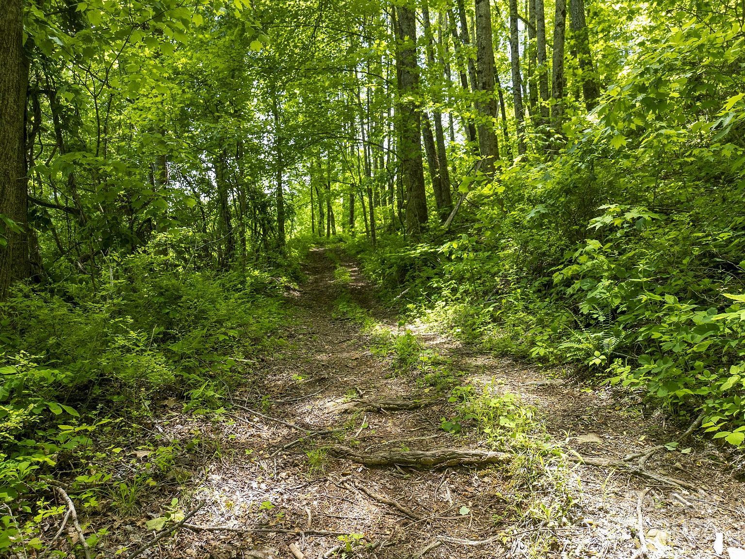 0 Cold Creek Rd Canton, NC 28716 - Thumbnail 3