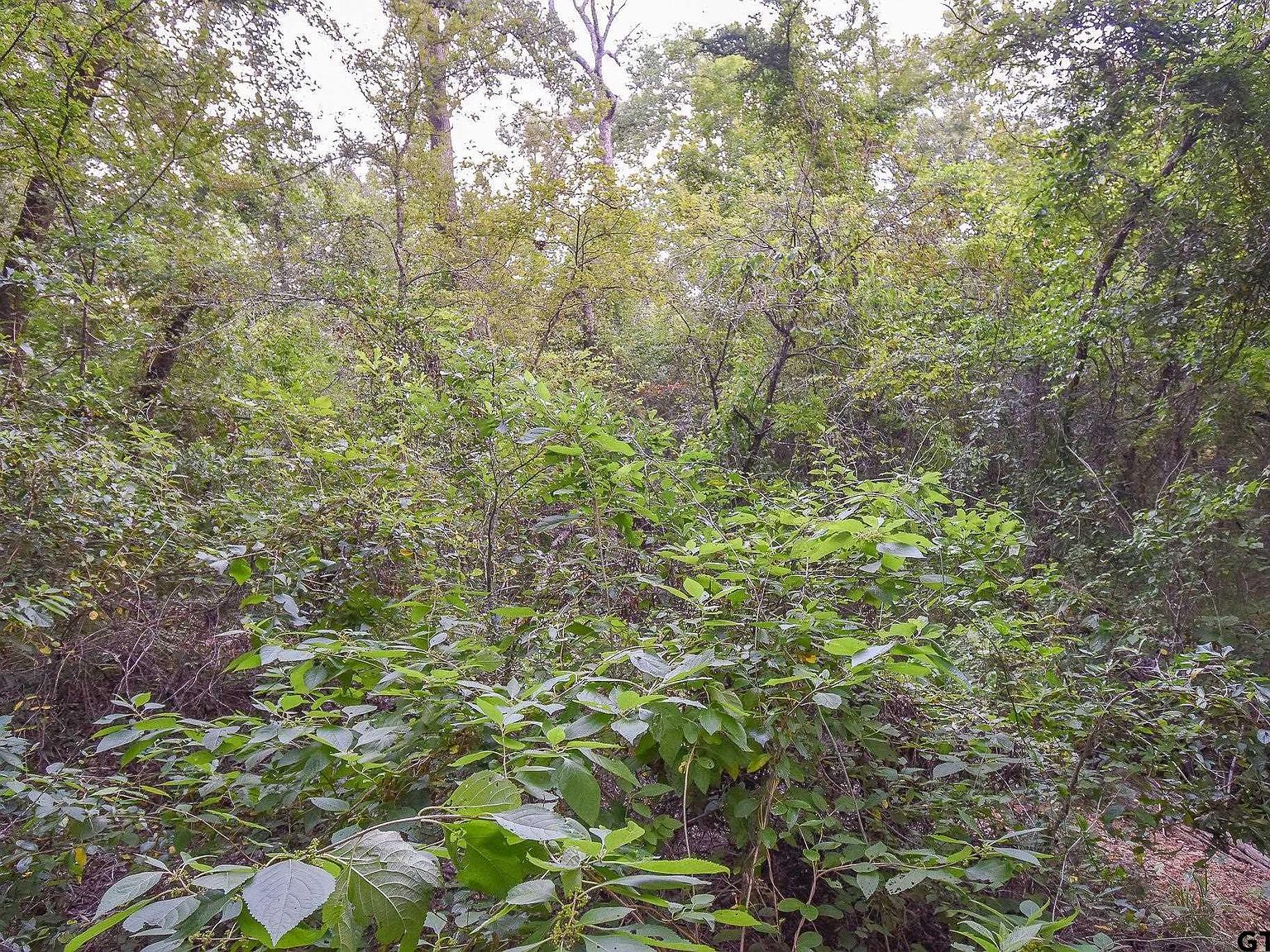 Vz County Road 1703 Grand Saline, TX 75140 - Thumbnail 3