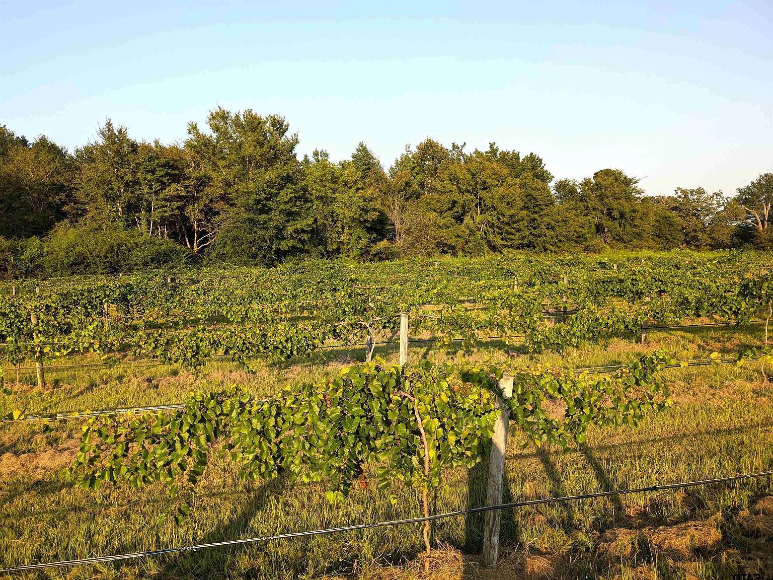 21803 County Road 2178 Troup, TX 75789 - Thumbnail 3