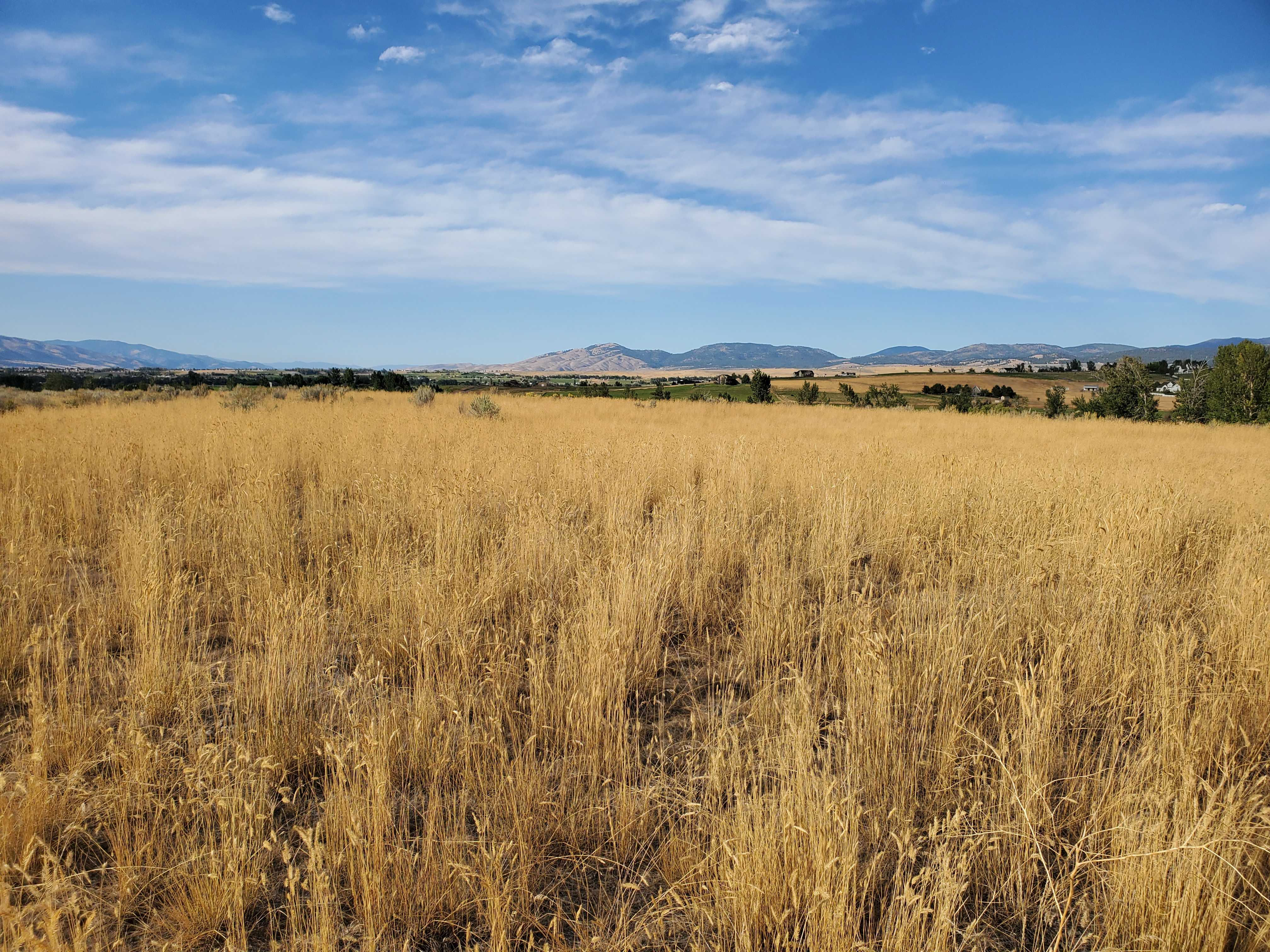 Bessie Lane, Stevensville, MT, 59870 - Thumbnail 3