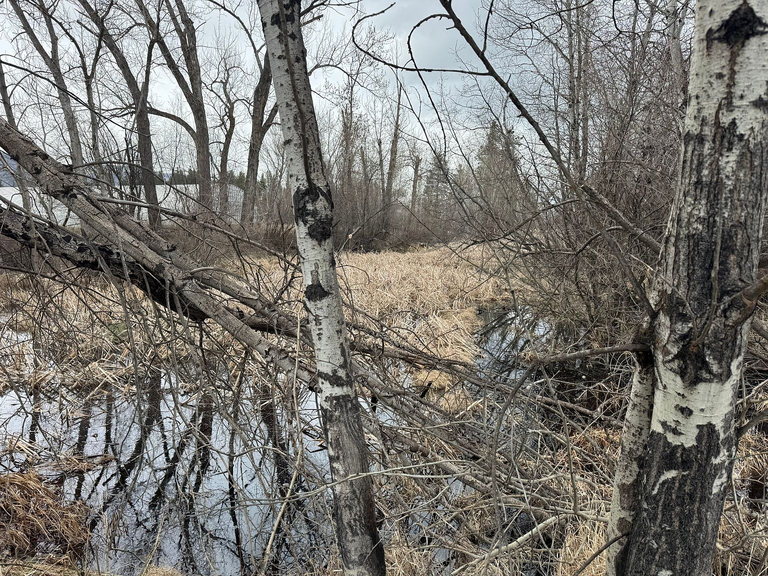 Nhn Two Moons Rd Florence, MT 59833 - Thumbnail 3