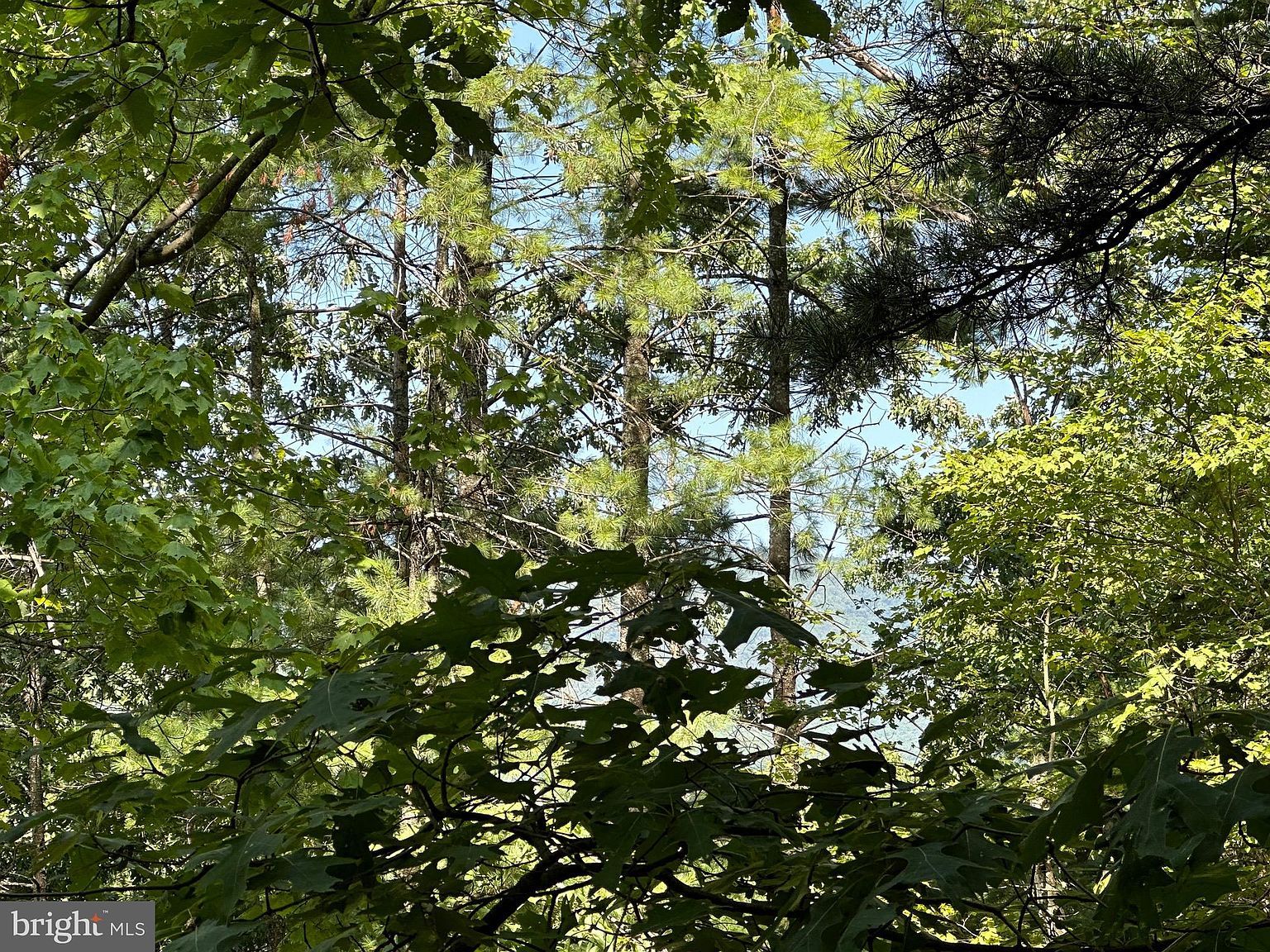 314 Knight Dr Basye, VA 22810 - Thumbnail 3