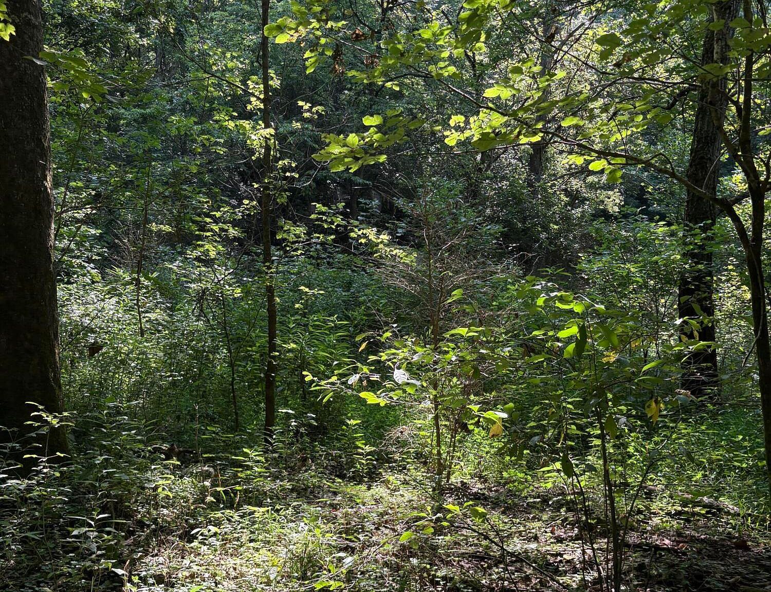 058-00-00-02200 Shadrick Ferry Rd Frankfort, KY 40601 - Thumbnail 3