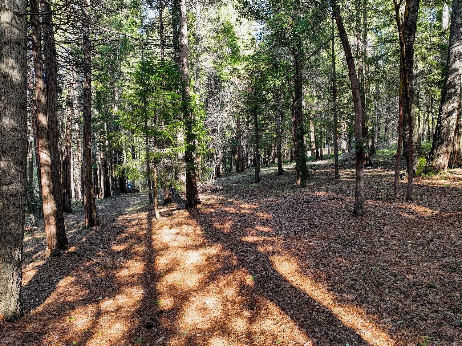 12043 Pasquale Rd Nevada City, CA 95959 - Thumbnail 3