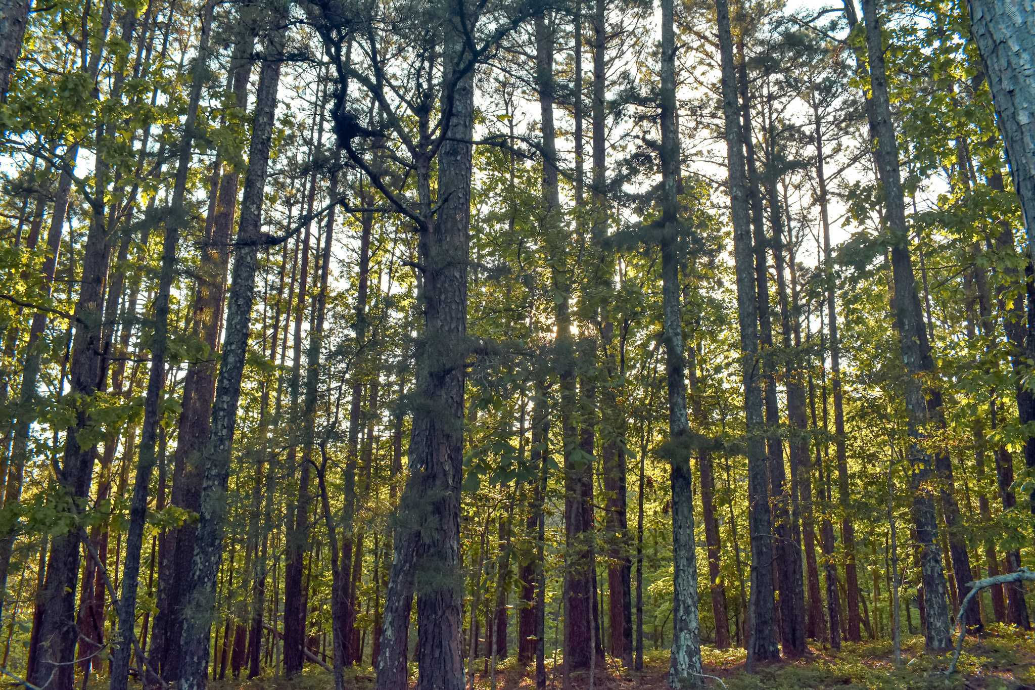 24229 Flint Ridge Drive, Kansas, OK, 74347 - Thumbnail 4