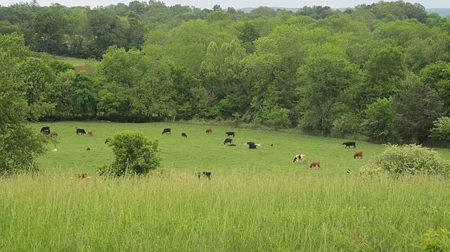 620 Thompson Creek Ln LOT 72 Cookeville, TN 38506 - Thumbnail 3