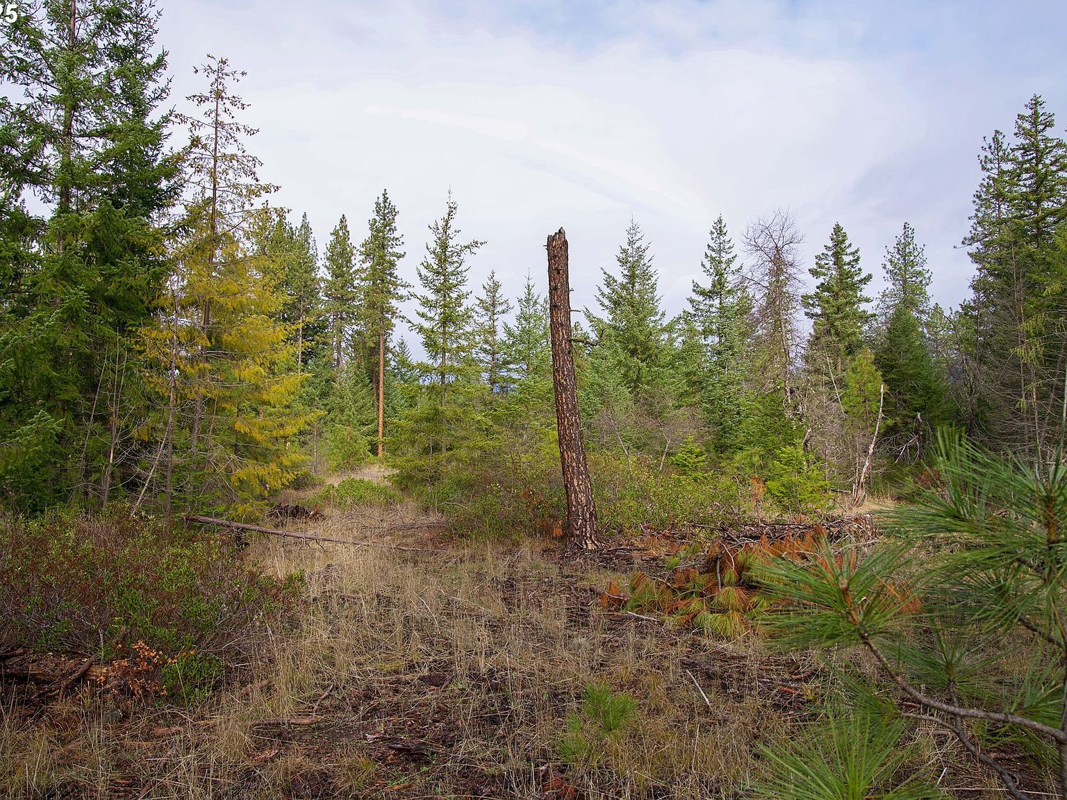 Lonesome Pines Dr #4 Trout Lake, WA 98650 - Thumbnail 3