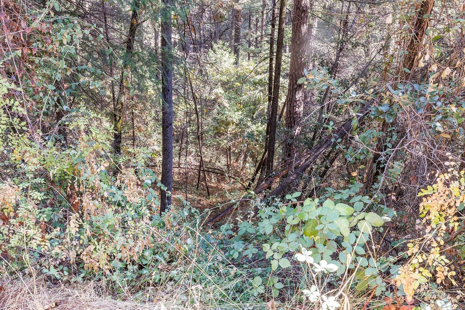 4293 Glory Hole Dr Camino, CA 95709 - Thumbnail 3