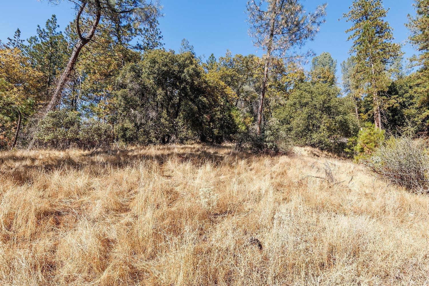 3551 Red Dog Dr Camino, CA 95709 - Thumbnail 3