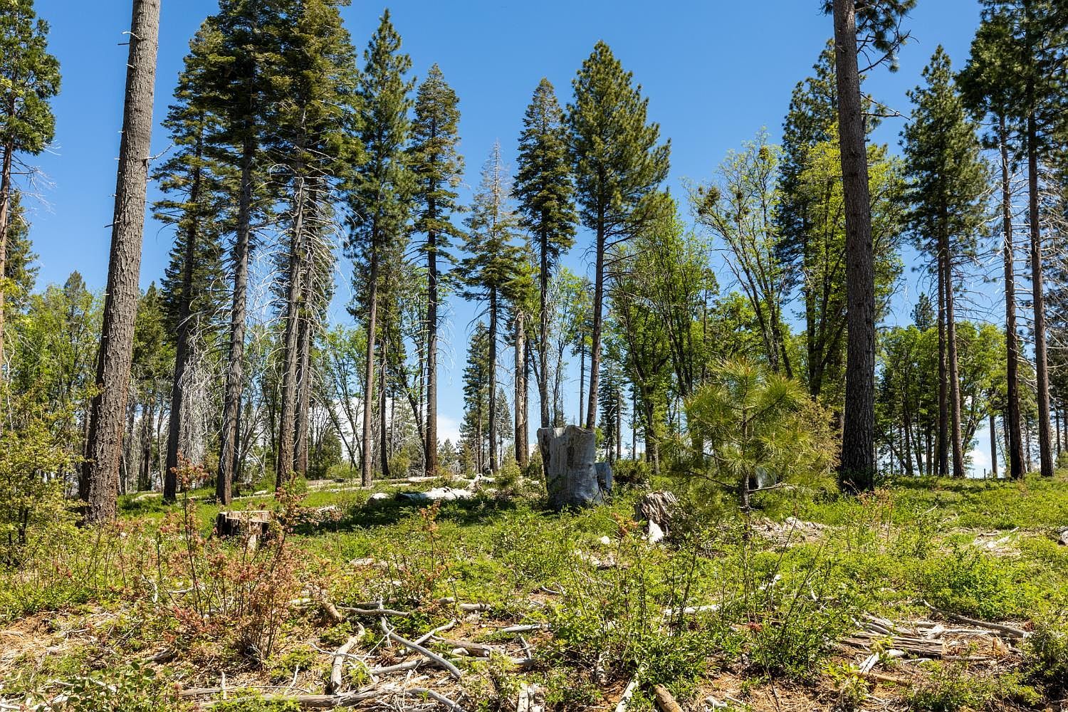 Acres 40 Wentworth Springs Rd Georgetown, CA 95634 - Thumbnail 3