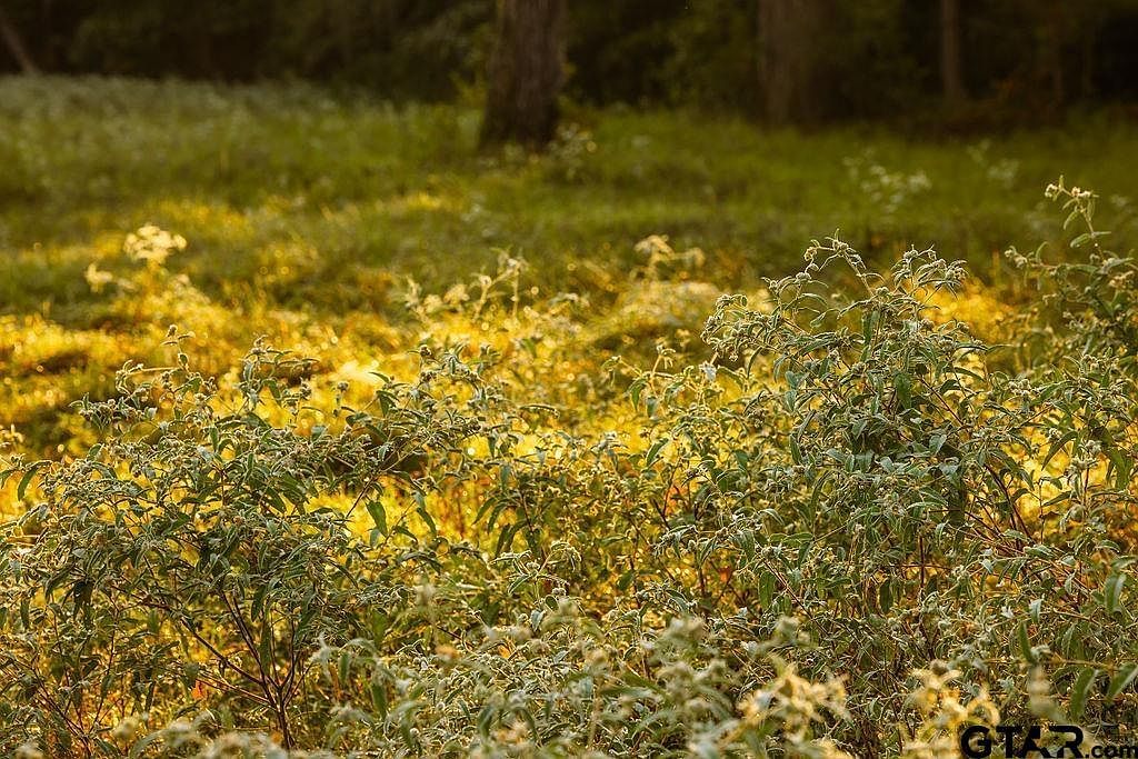 LOT 41 Fm 2015 Tyler, TX 75708 - Thumbnail 3