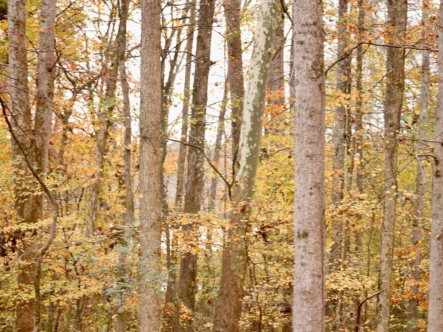 13768 Dell Dr Soddy Daisy, TN 37379 - Thumbnail 3