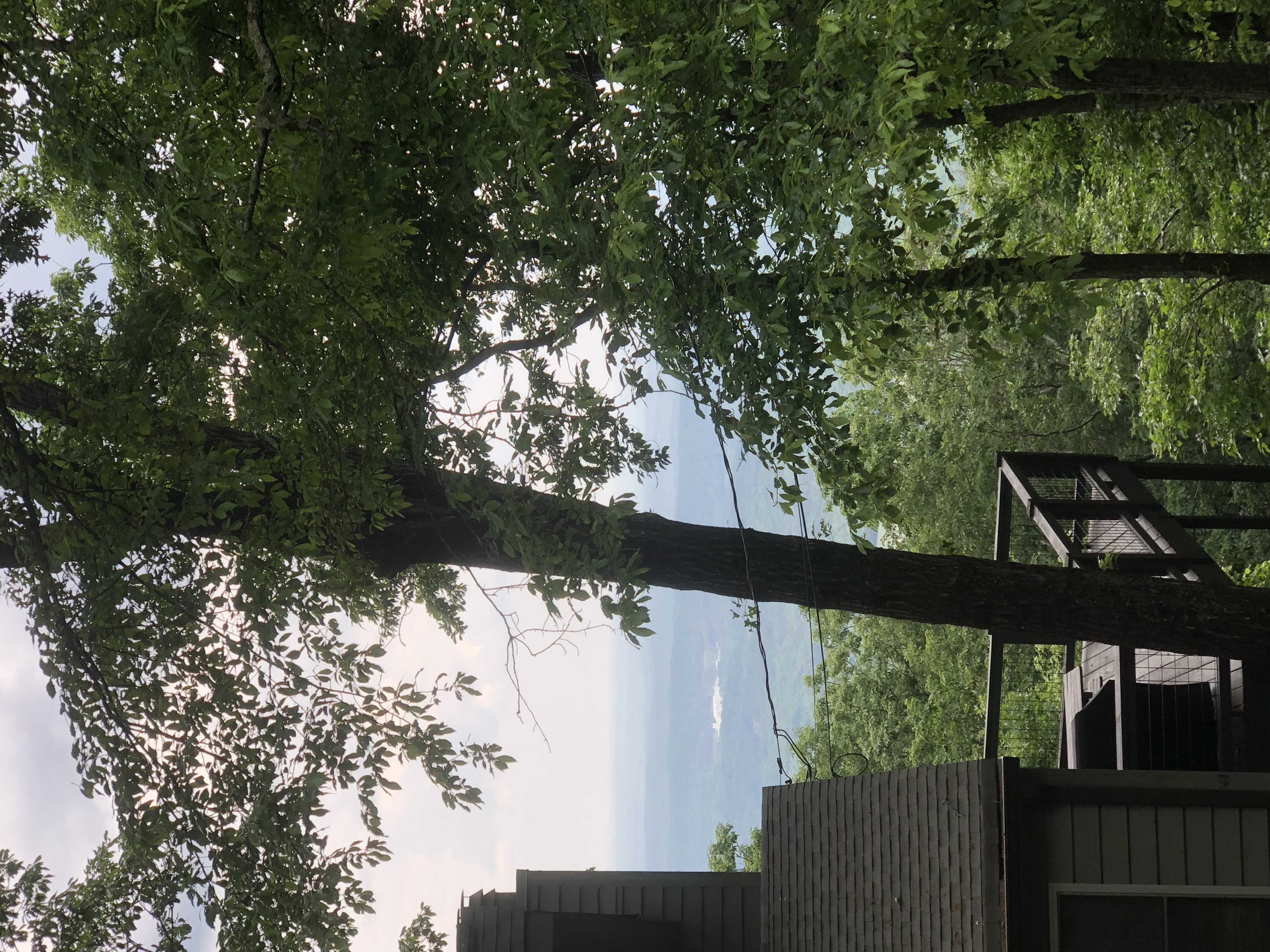 171 Cutthroat Ridge Road, Jasper, GA, USA, 30143 - Thumbnail 3