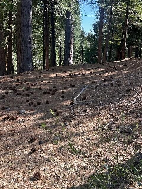 2179 Navajo Dr Arnold, CA 95223 - Thumbnail 3