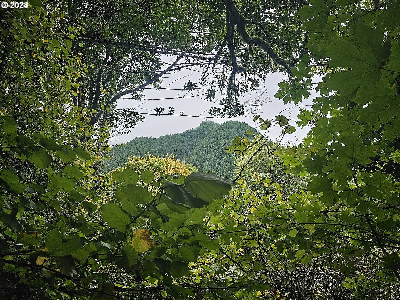 38 State Hwy Scottsburg, OR 97473 - Thumbnail 3