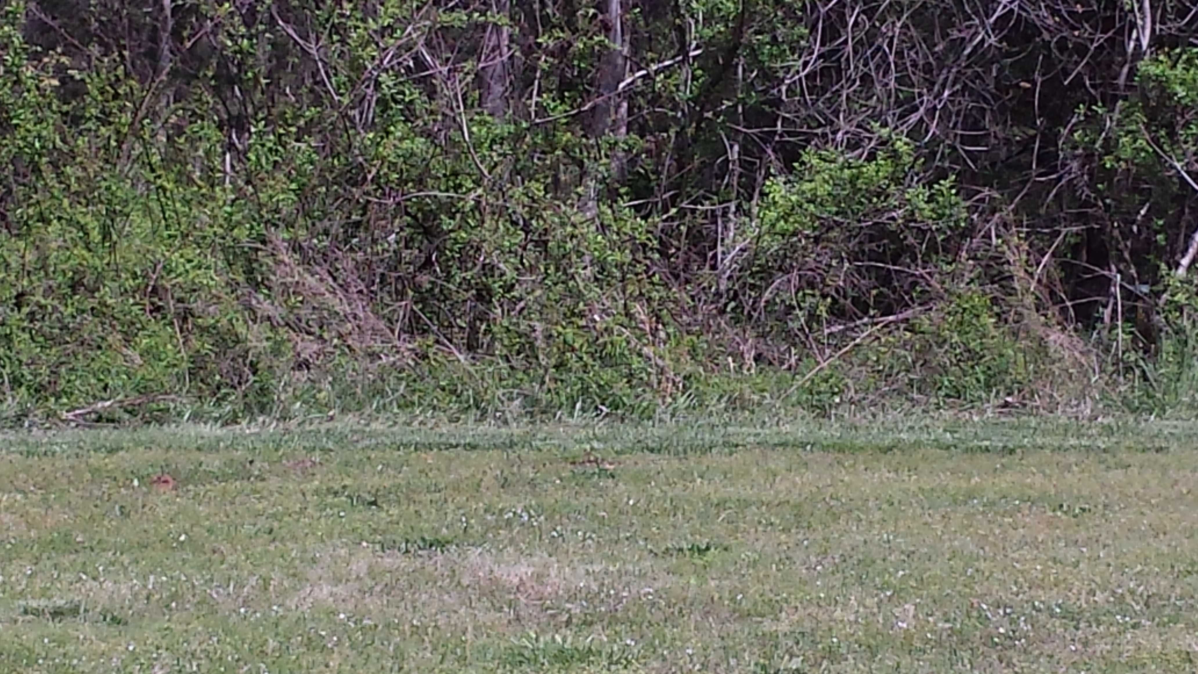 Old Mill Rd, Unionville, VA, USA, 22567 - Thumbnail 3