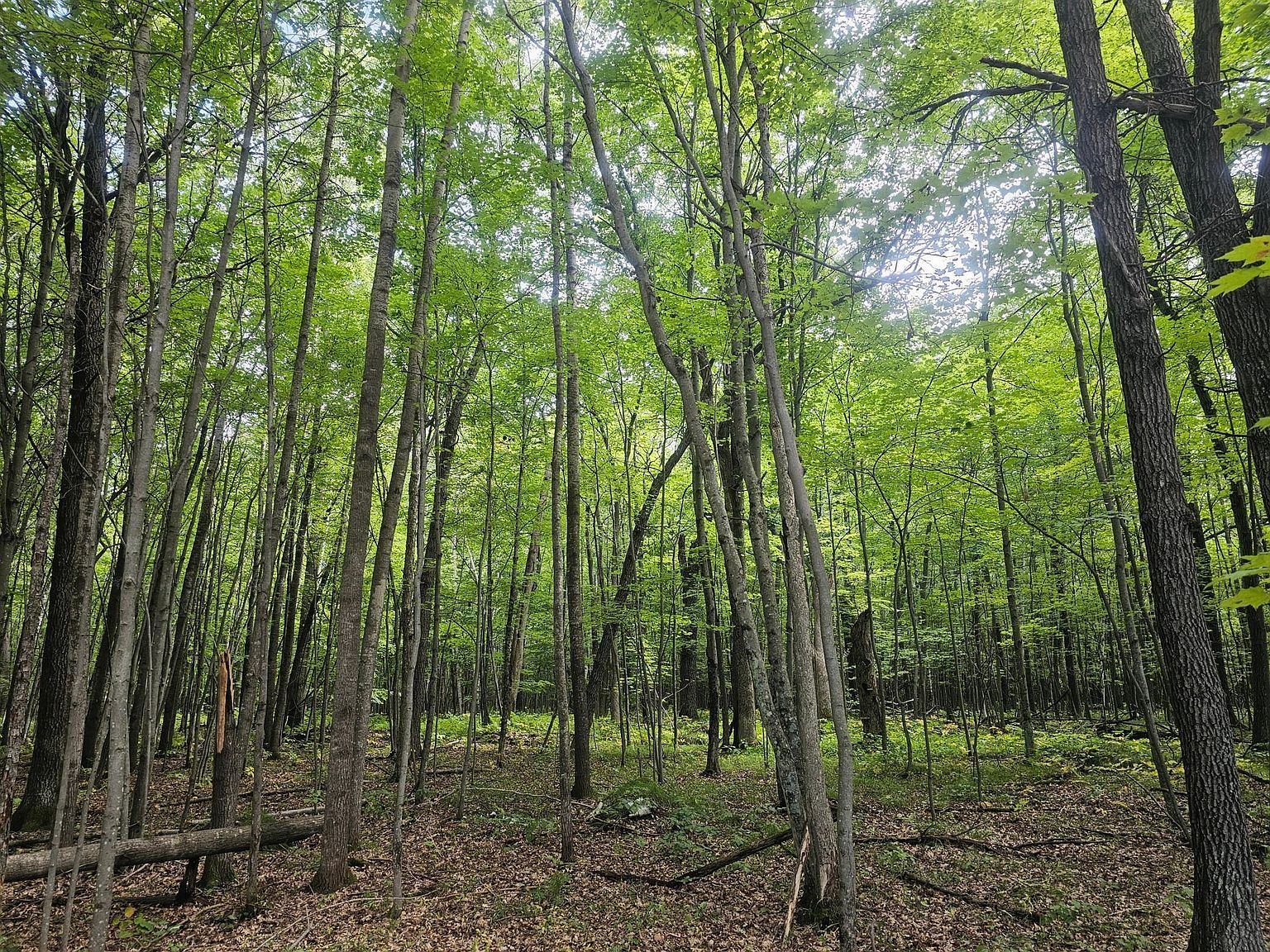 6 Ken Can Ln Webster, WI 54893 - Thumbnail 3