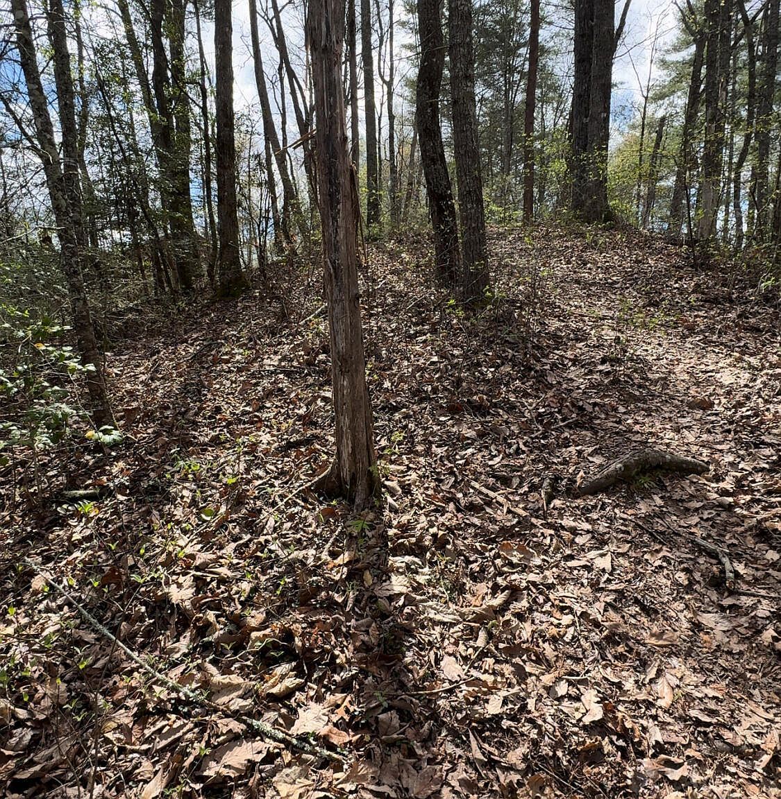 2420 Whitetail Ridge Way Sevierville, TN 37862 - Thumbnail 3