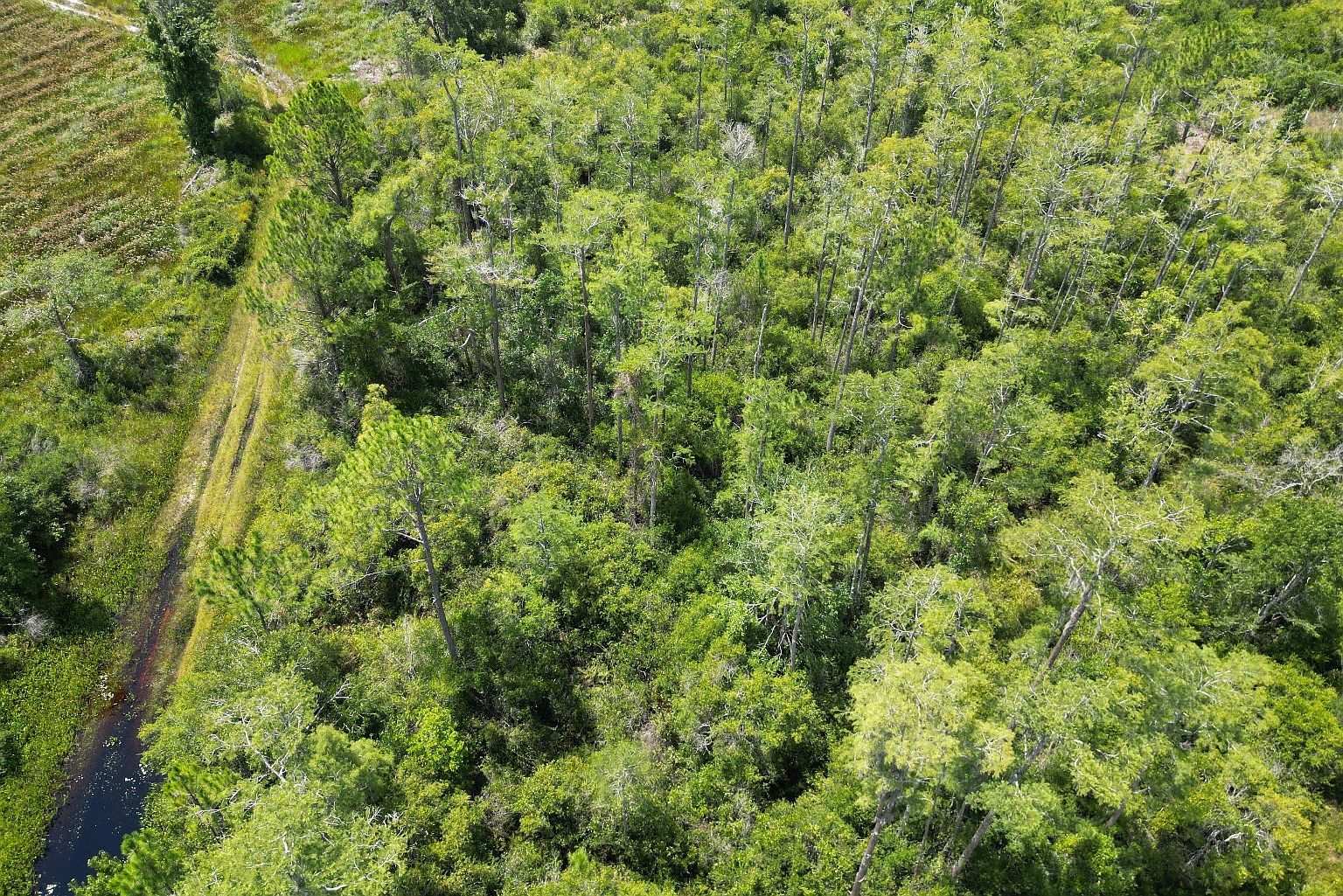 Florida Power Esmnt, Perry, FL, 32348 - Thumbnail 3