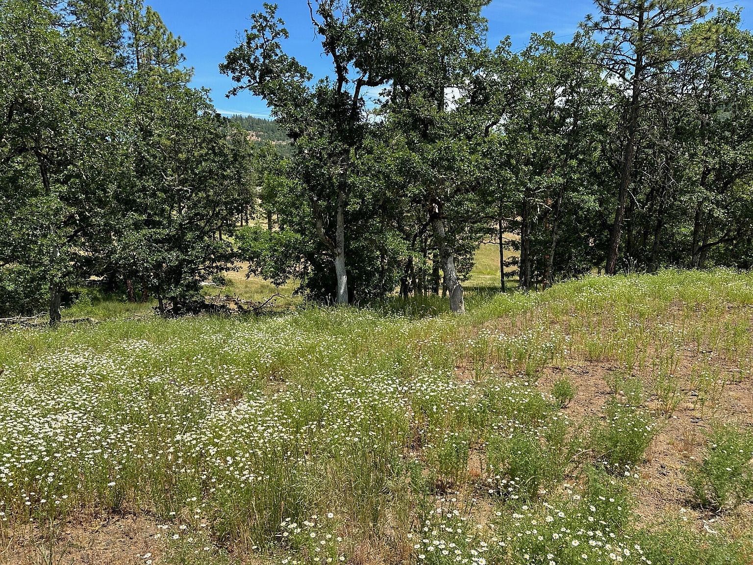 551 Hudspeth Ln Shady Cove, OR 97539 - Thumbnail 3