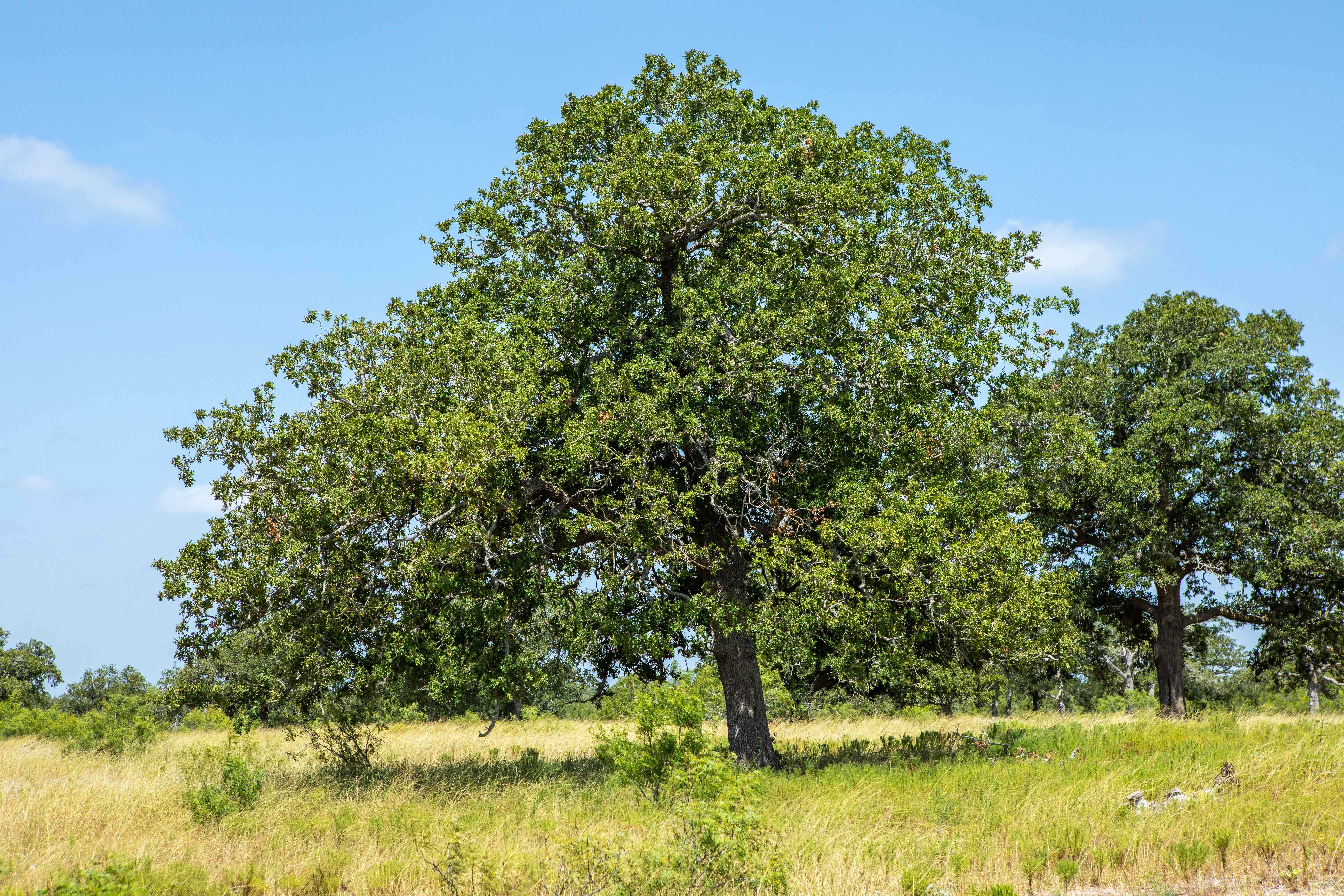 County Road 515, Waelder, TX, 78959 - Thumbnail 3