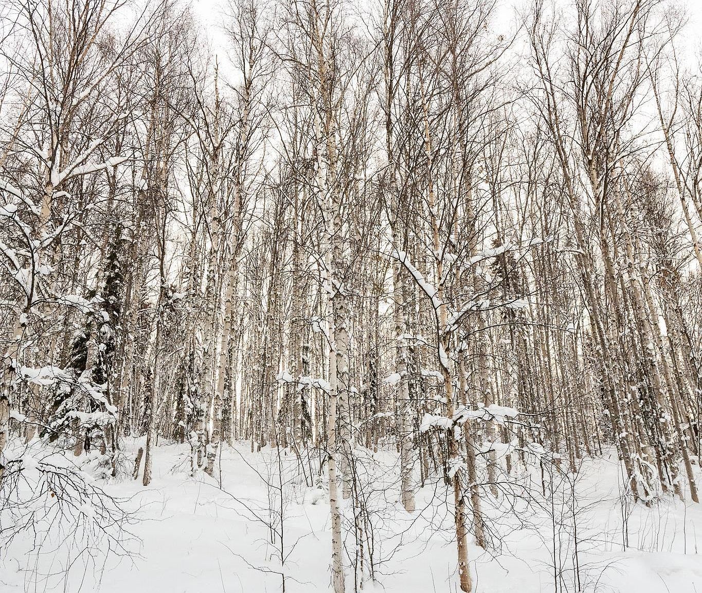Nhn Chena Ridge Rd Fairbanks, AK 99709 - Thumbnail 3