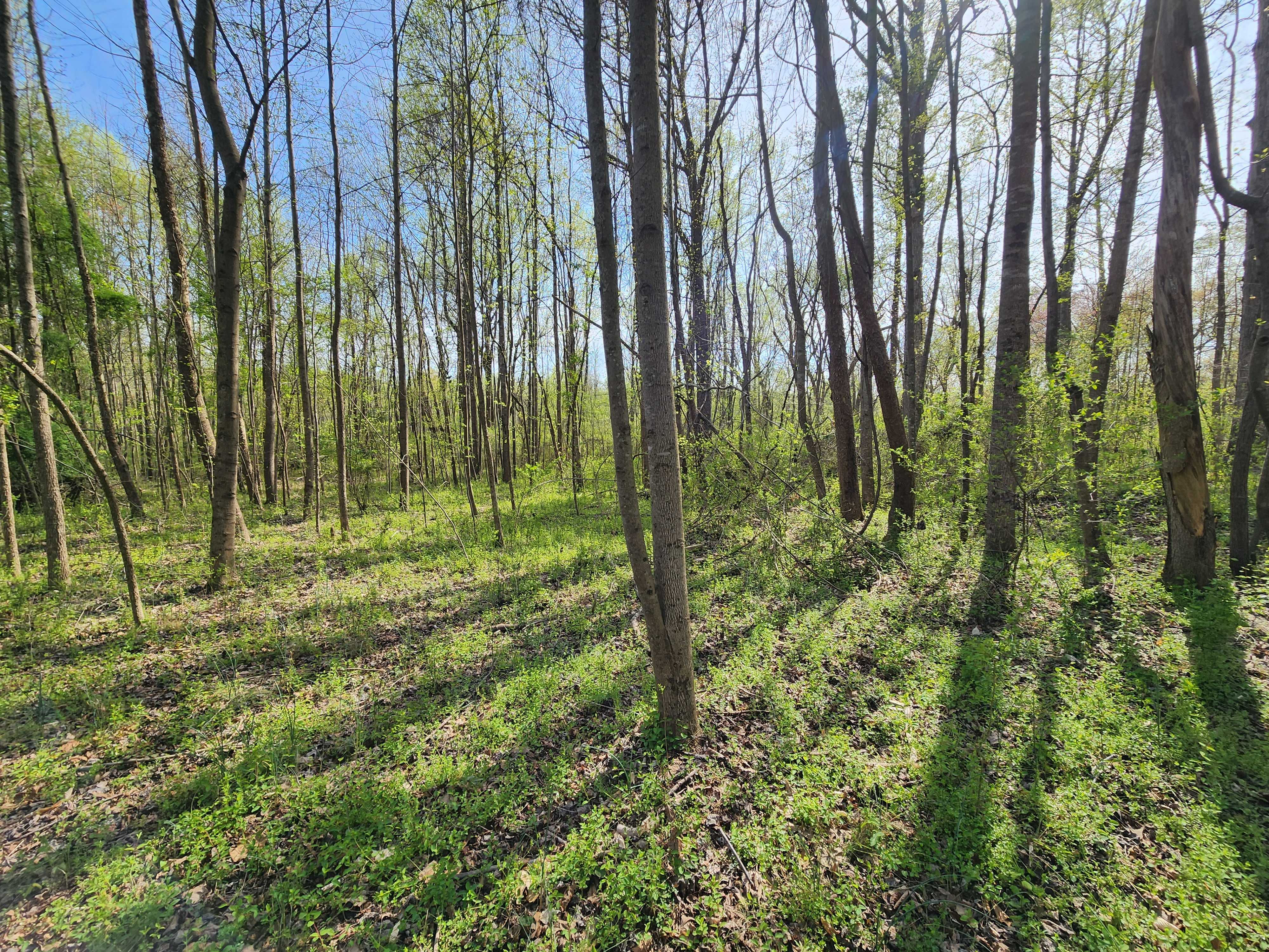 301 Seven Springs Loop, Statesville, NC, 28677 - Thumbnail 3