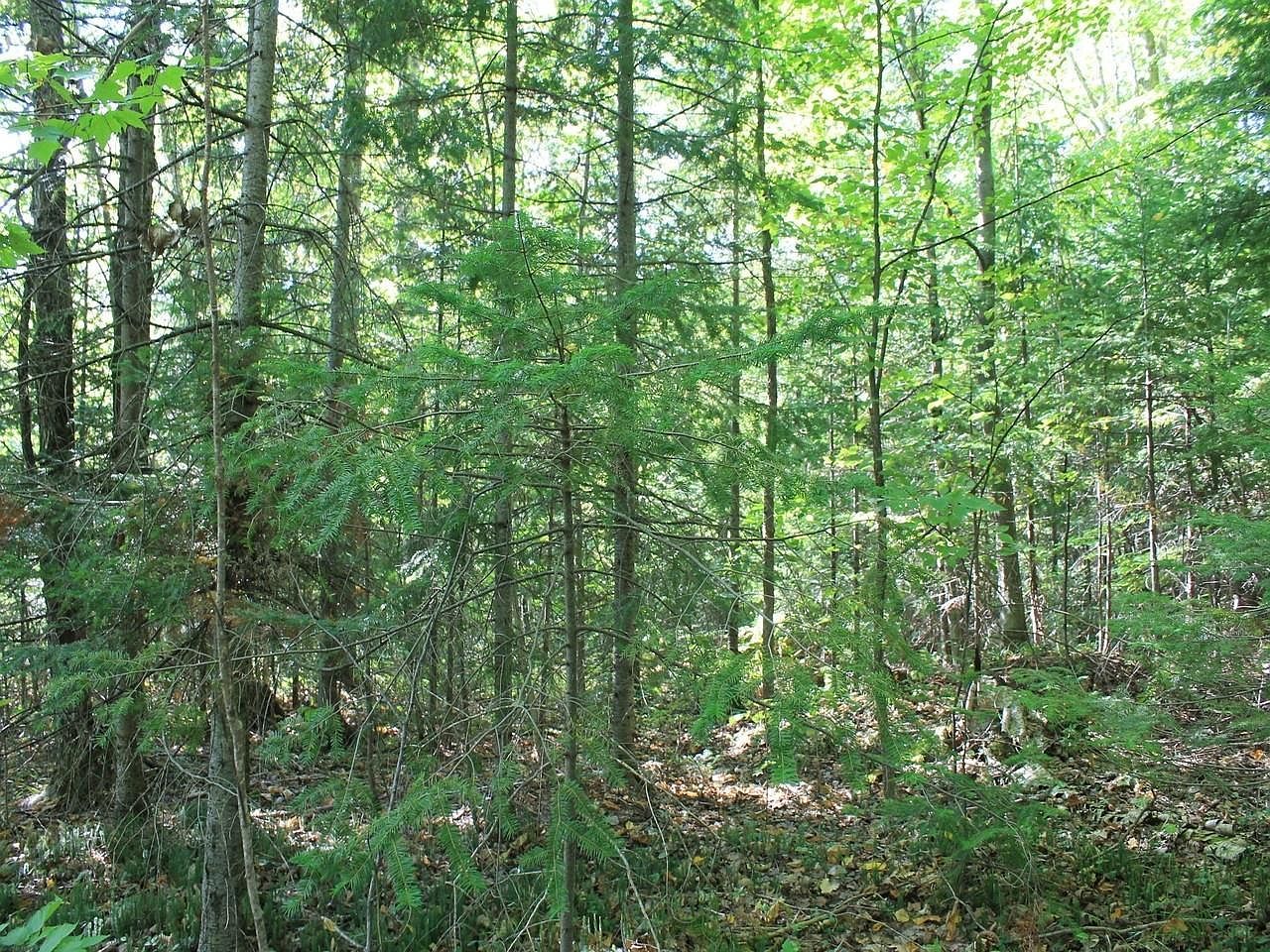 LOT 16 Alpine Dr Upson, WI 54565 - Thumbnail 3