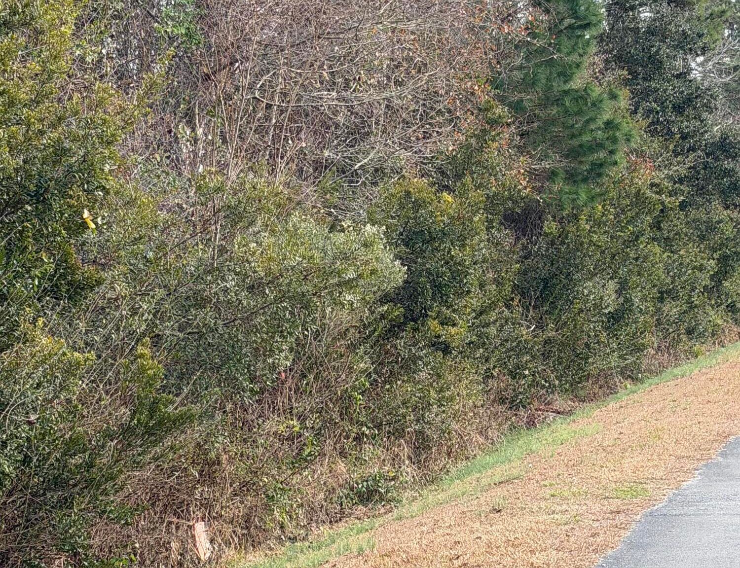 0 Joans Haven Dr Lot 5 Newport, NC 28570 - Thumbnail 3