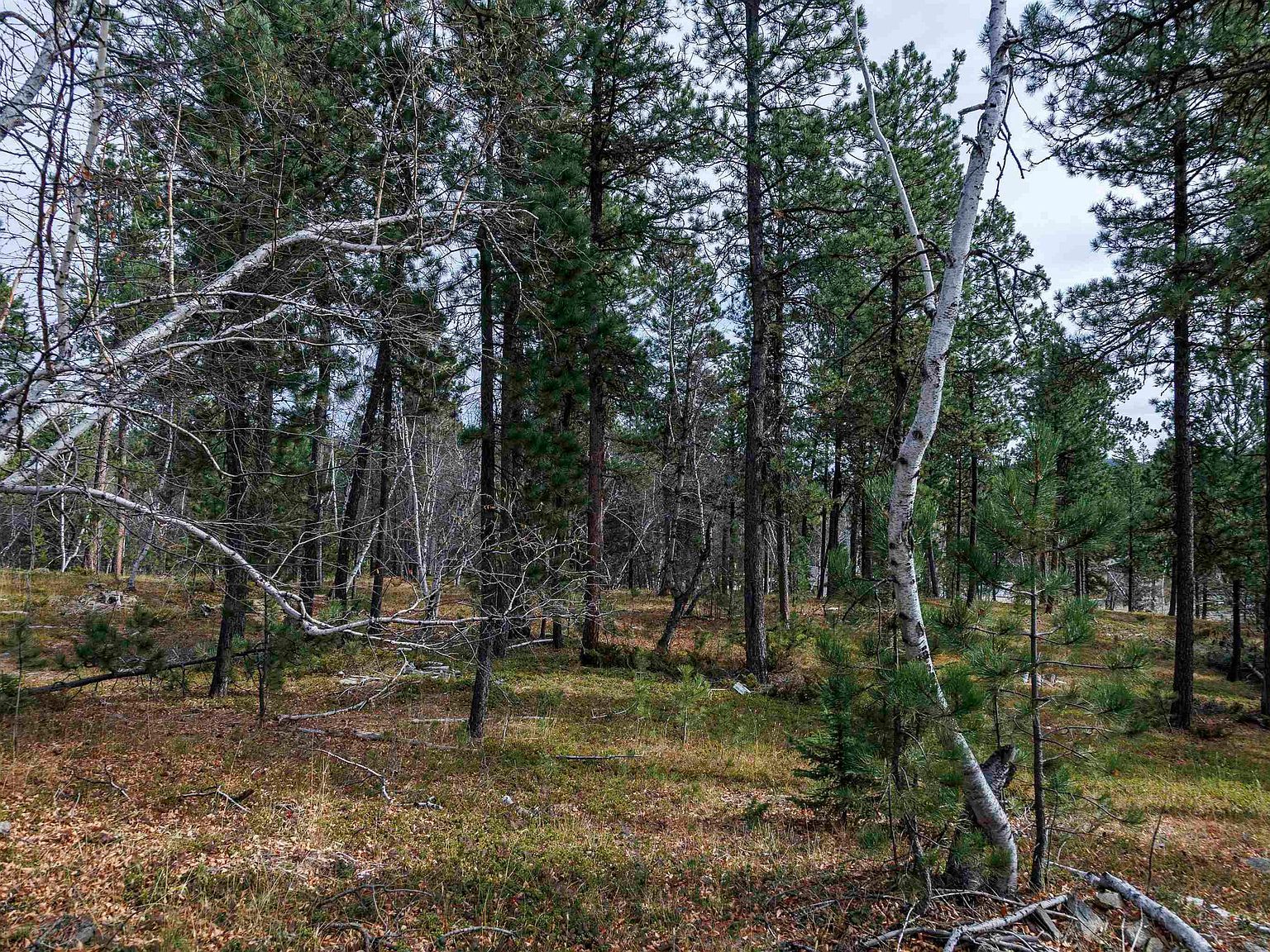 LOT 4 Autumn Ln Lead, SD 57754 - Thumbnail 3