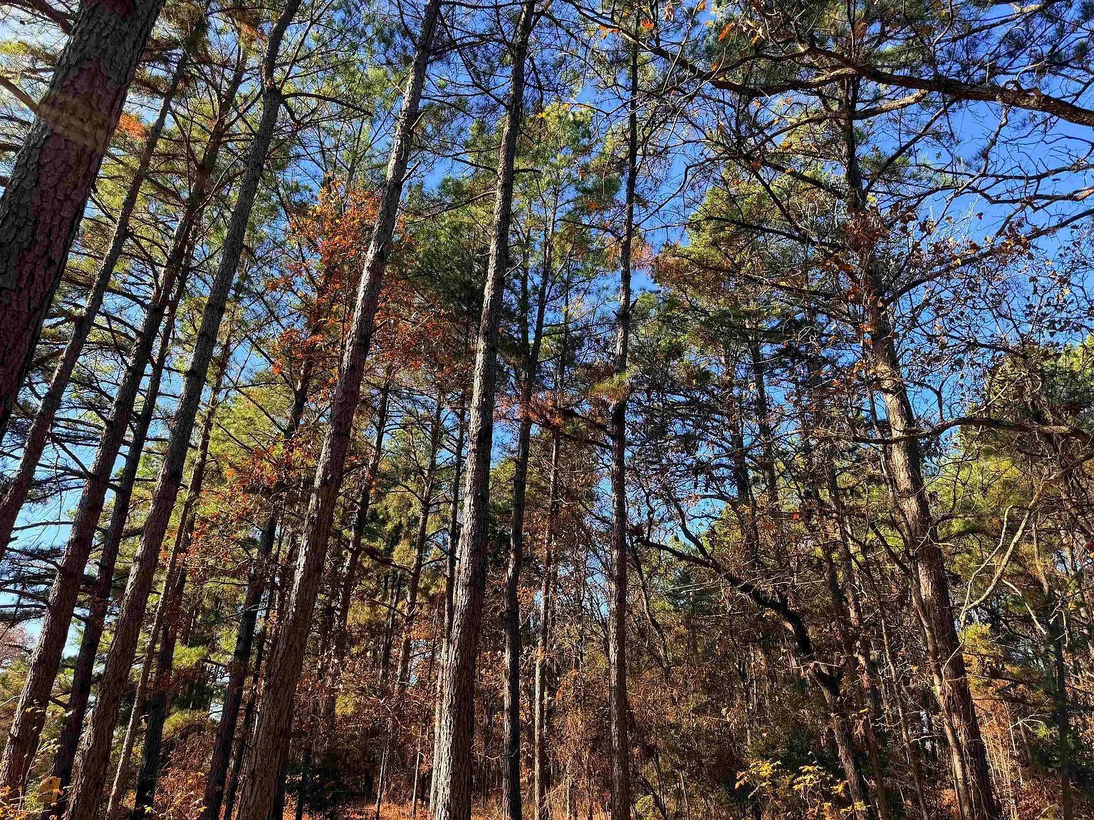 Fm 726 #4 Jefferson, TX 75657 - Thumbnail 3