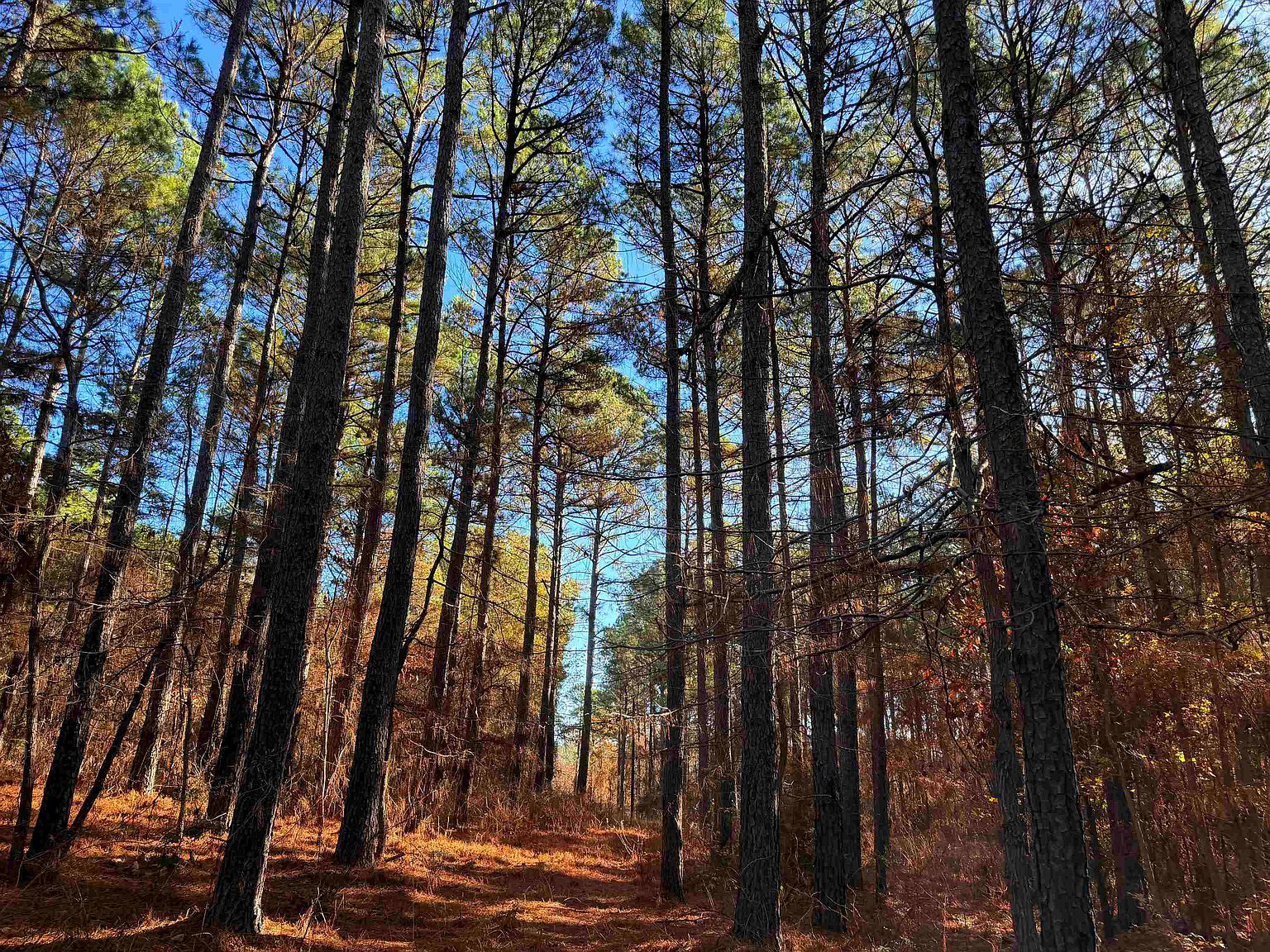 Fm 726 #1 Jefferson, TX 75657 - Thumbnail 3