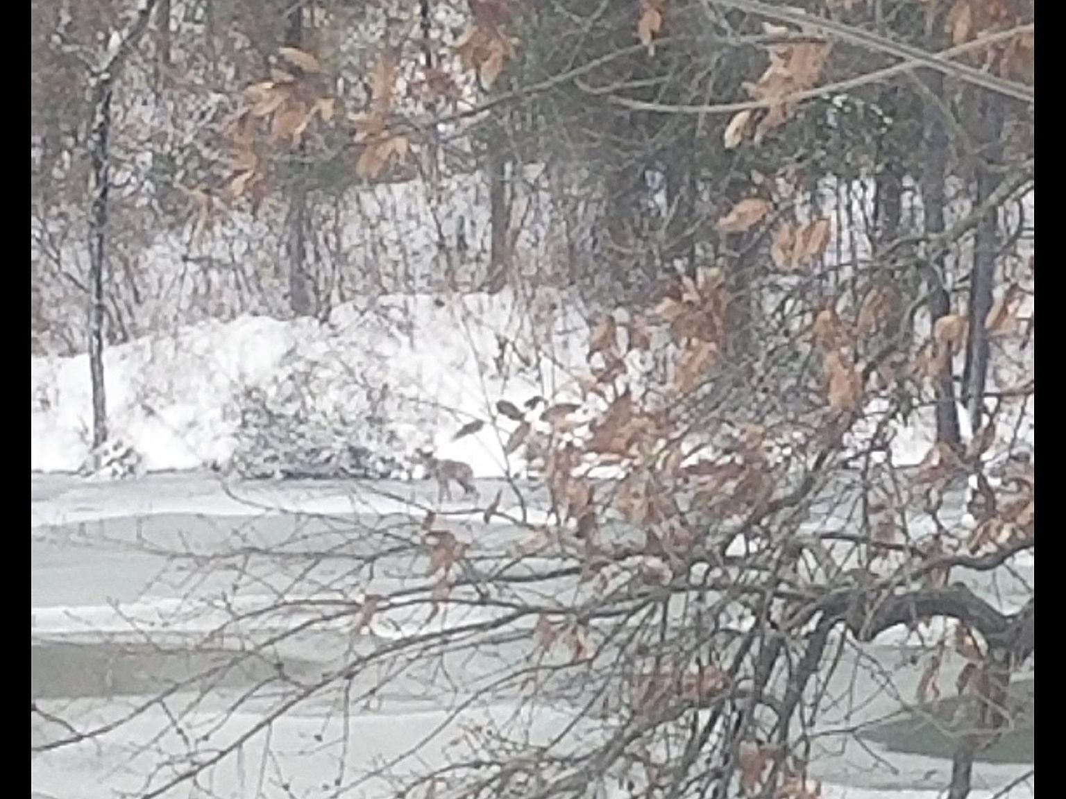 208 Dewmaine School Rd Carterville, IL 62918 - Thumbnail 3