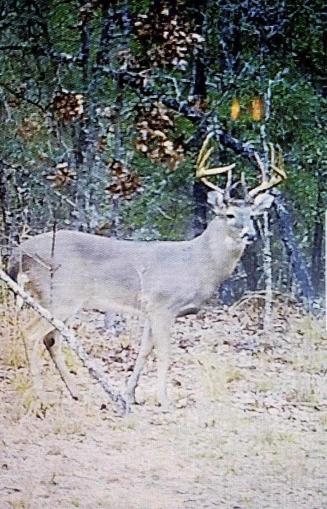 504 S Pensacola Ave Geneva, AL 36340 - Thumbnail 3