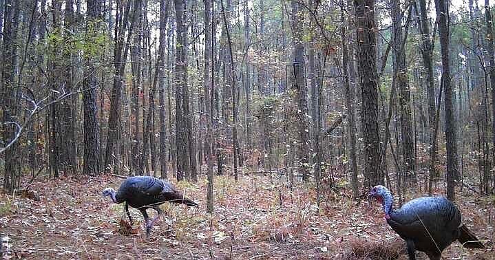 0 Clement Rd Benton, LA 71006 - Thumbnail 3