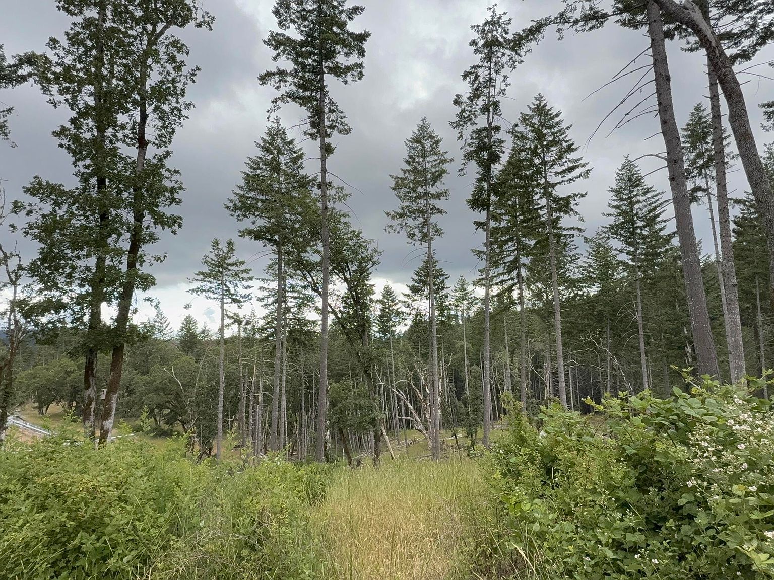 33000 State Highway 36 Bridgeville, CA 95526 - Thumbnail 3