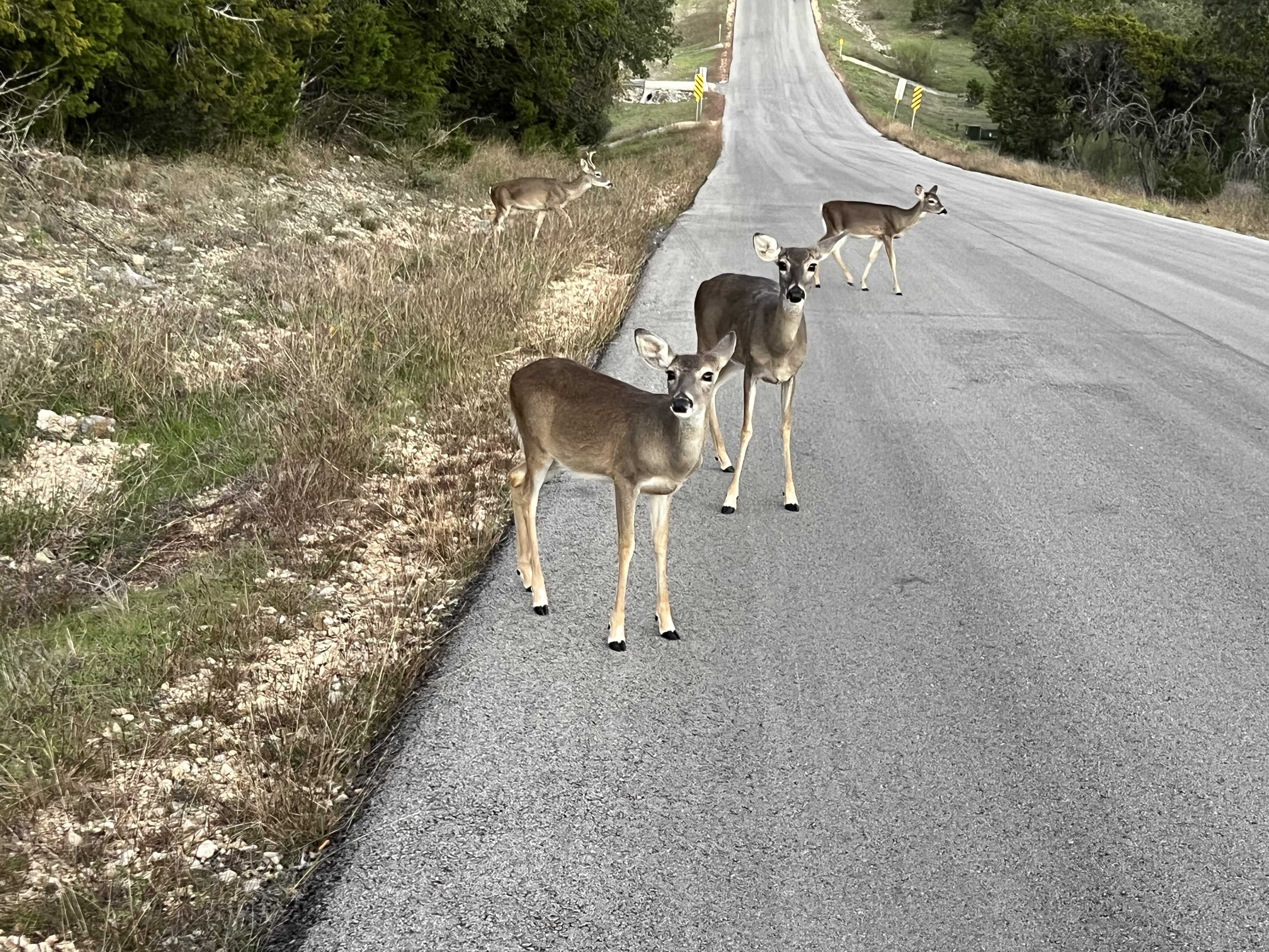 241 Longwood Drive, New Braunfels, TX, USA, 78132 - Thumbnail 3