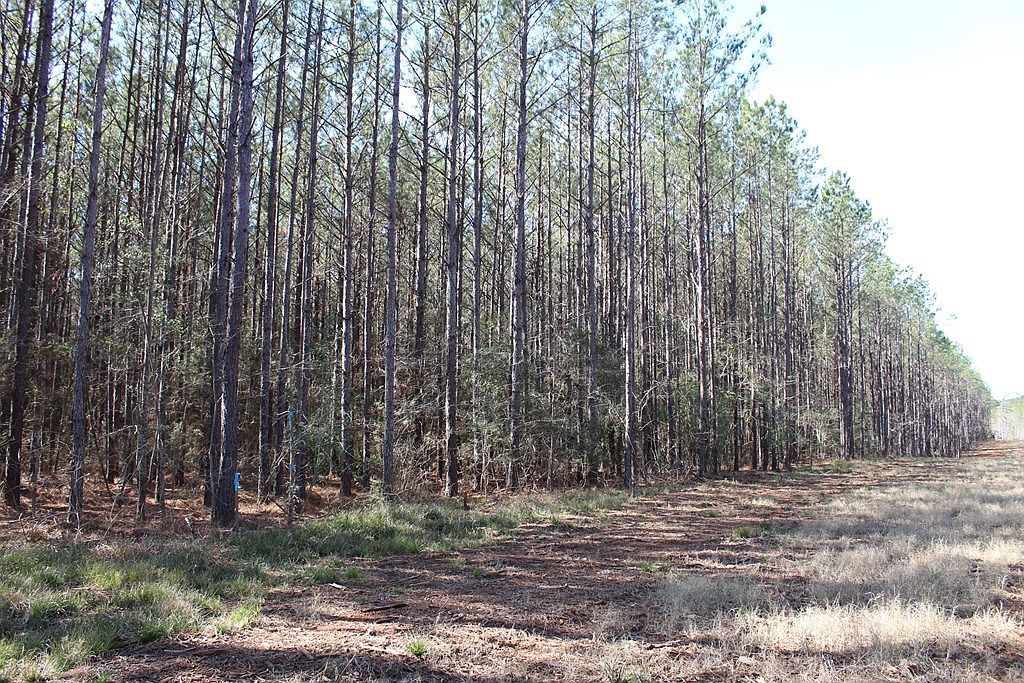 R18754 Fm 1751 San Augustine, TX 75972 - Thumbnail 3