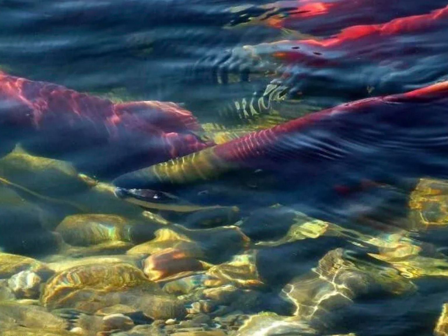 0 Chilkat Lake Rd Haines, AK 99827 - Thumbnail 3