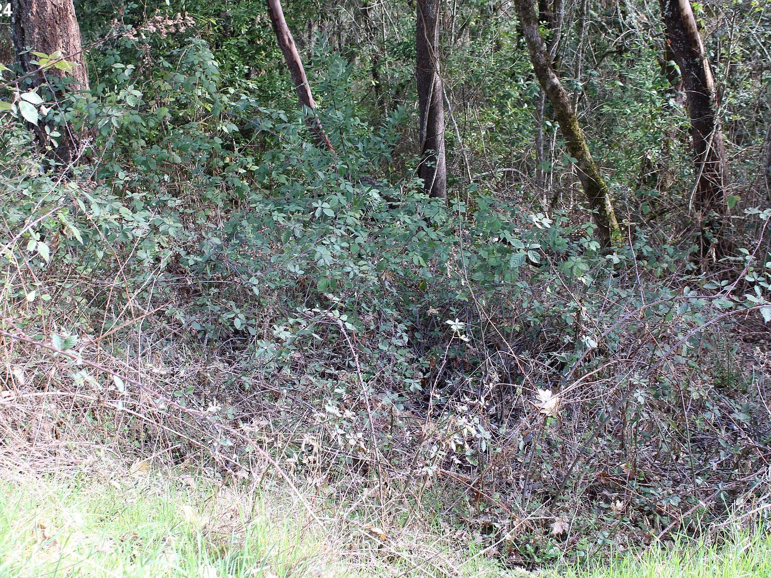 0 SW Pioneer Way Myrtle Creek, OR 97457 - Thumbnail 3