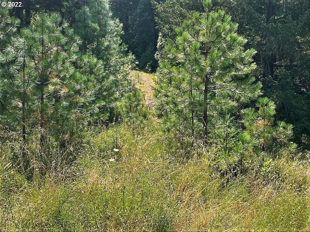 221 Twin Pines Dr Glendale, OR 97442 - Thumbnail 3