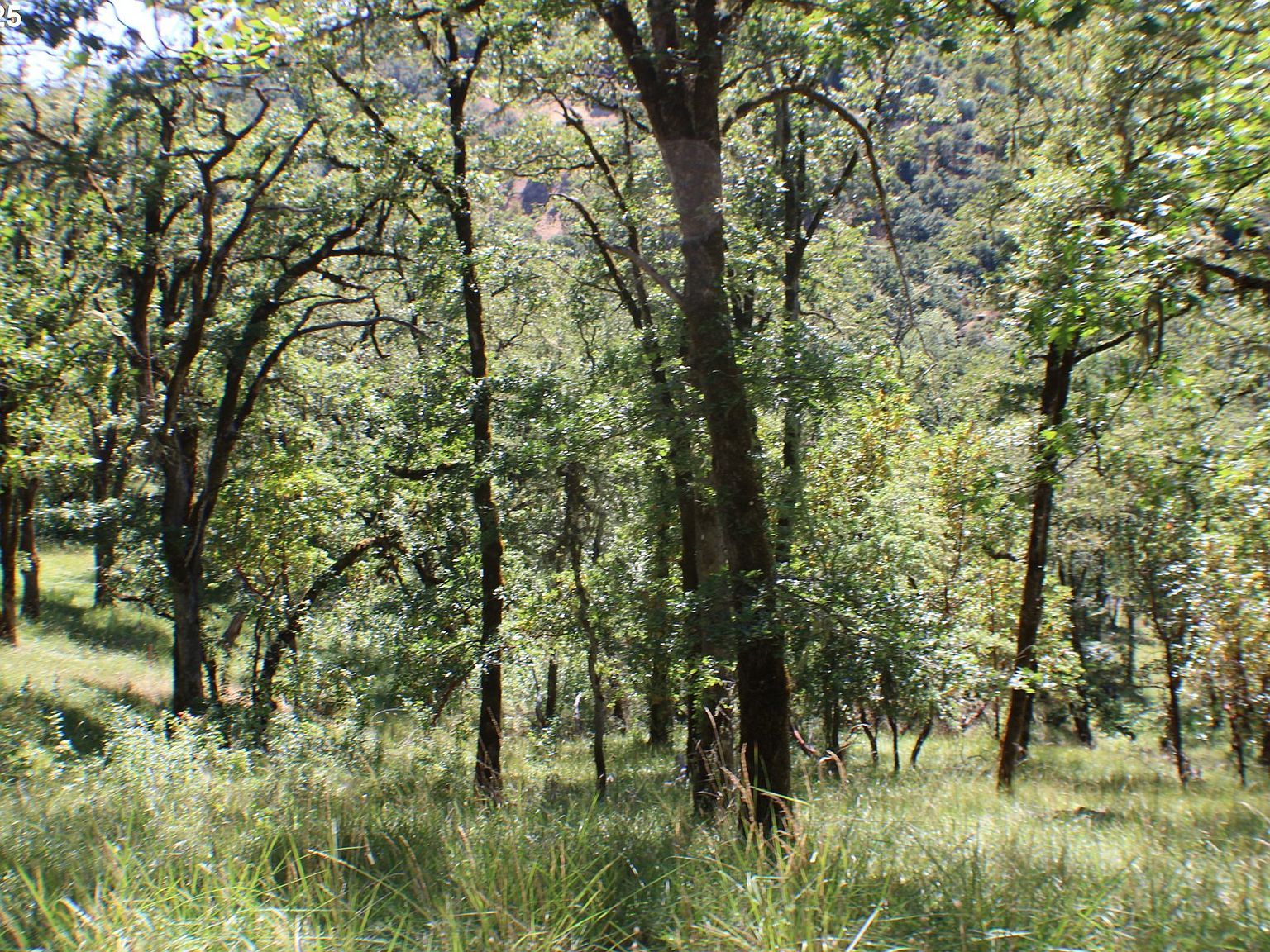 345 Sierra Dr Roseburg, OR 97471 - Thumbnail 3