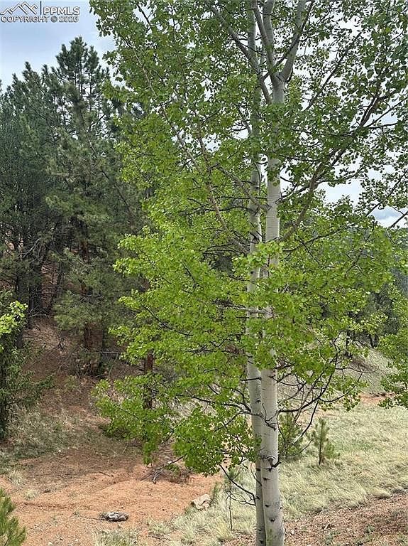 1600 Pikes Peak Dr Divide, CO 80814 - Thumbnail 3