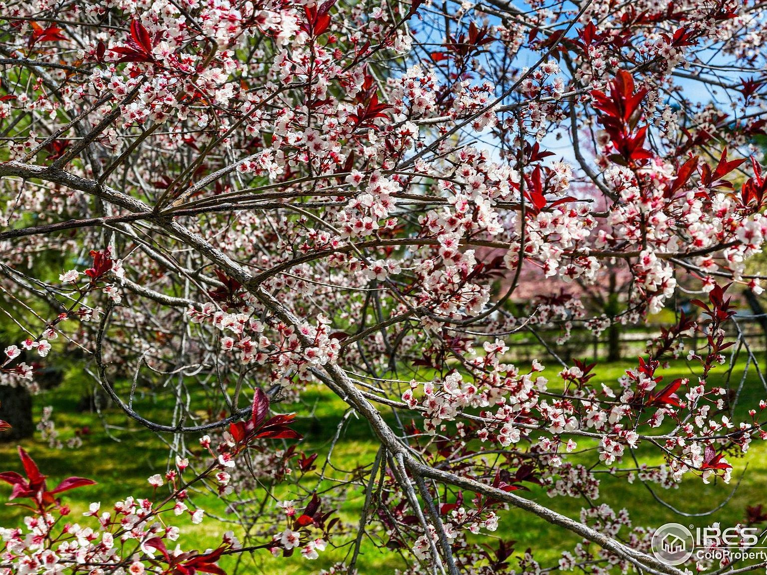 182 Ridge Rd Boulder, CO 80303 - Thumbnail 3