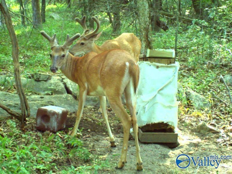 Upper Hurricane Rd New Market, AL 35761 - Thumbnail 3