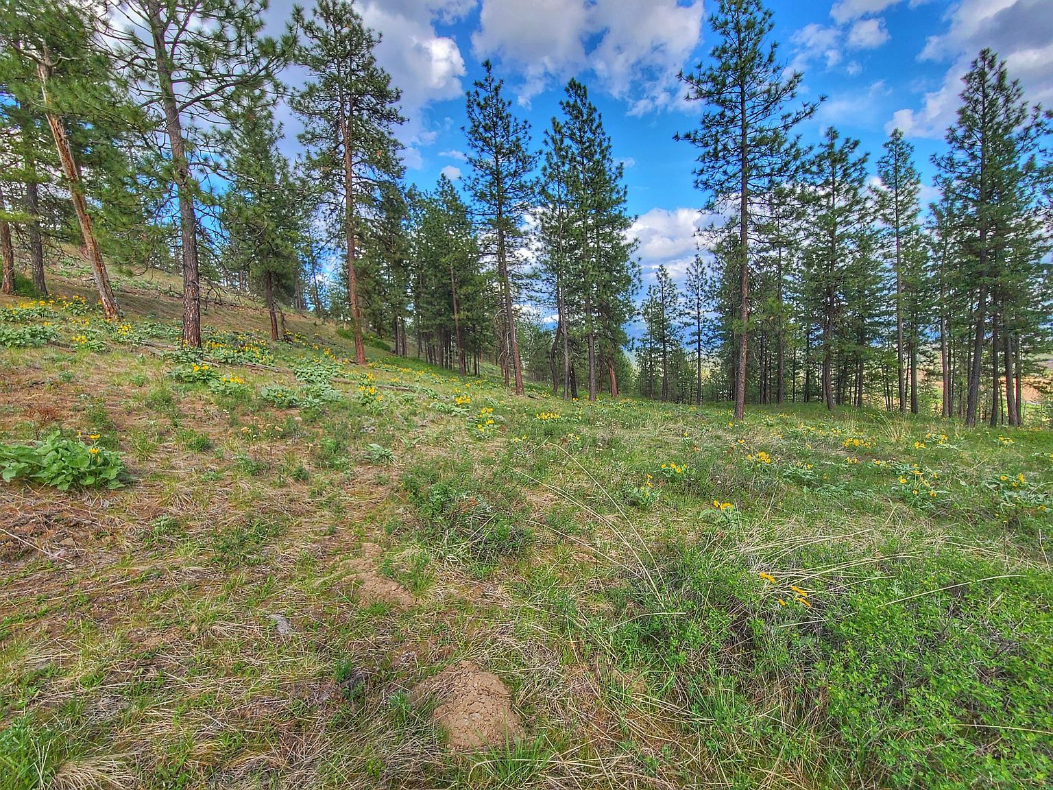 1612 Palmer Loop Chewelah, WA 99109 - Thumbnail 3